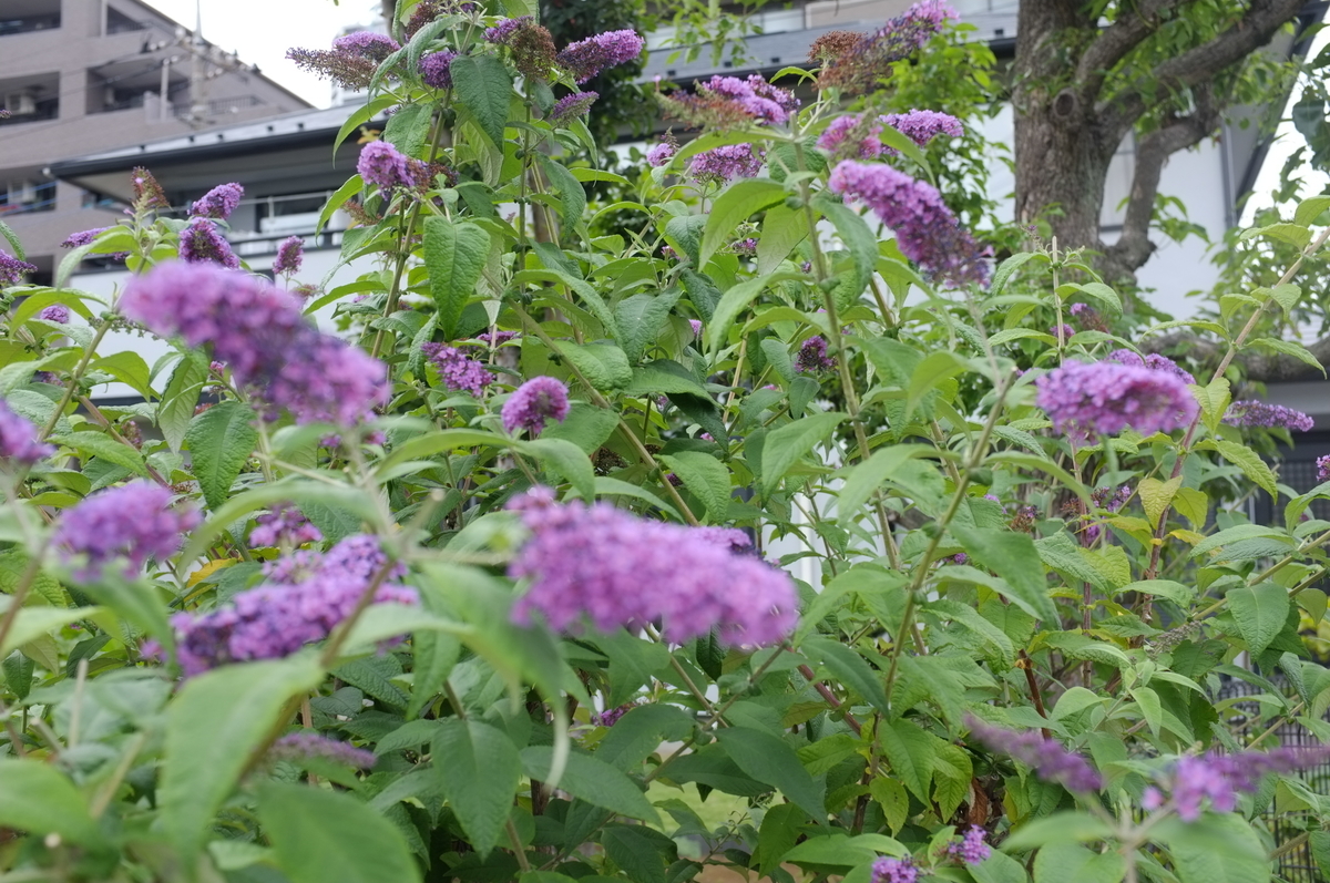 f:id:bon-ku-ra:20210626165410j:plain