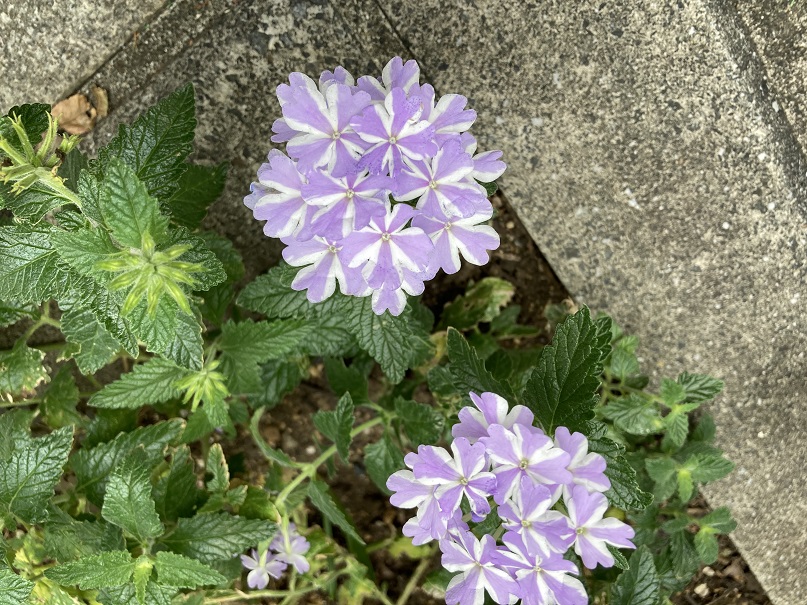 フィッシング詐欺に遭いました。事の顛末レポートです。 - ぼんやり