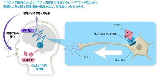 ニコチン酸誘導体副作用 _ ニコチン酸系薬 – YVRNNV