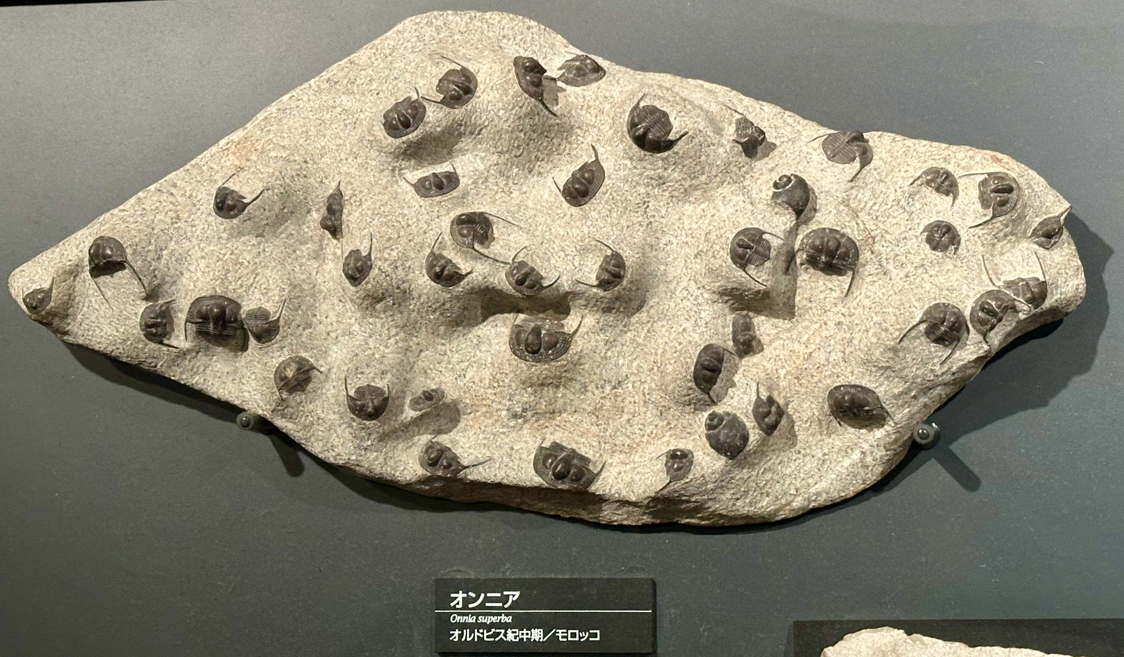 国立科学博物館地下2階の展示：三葉虫や生物の上陸 - 空と旅と温泉と雑想と