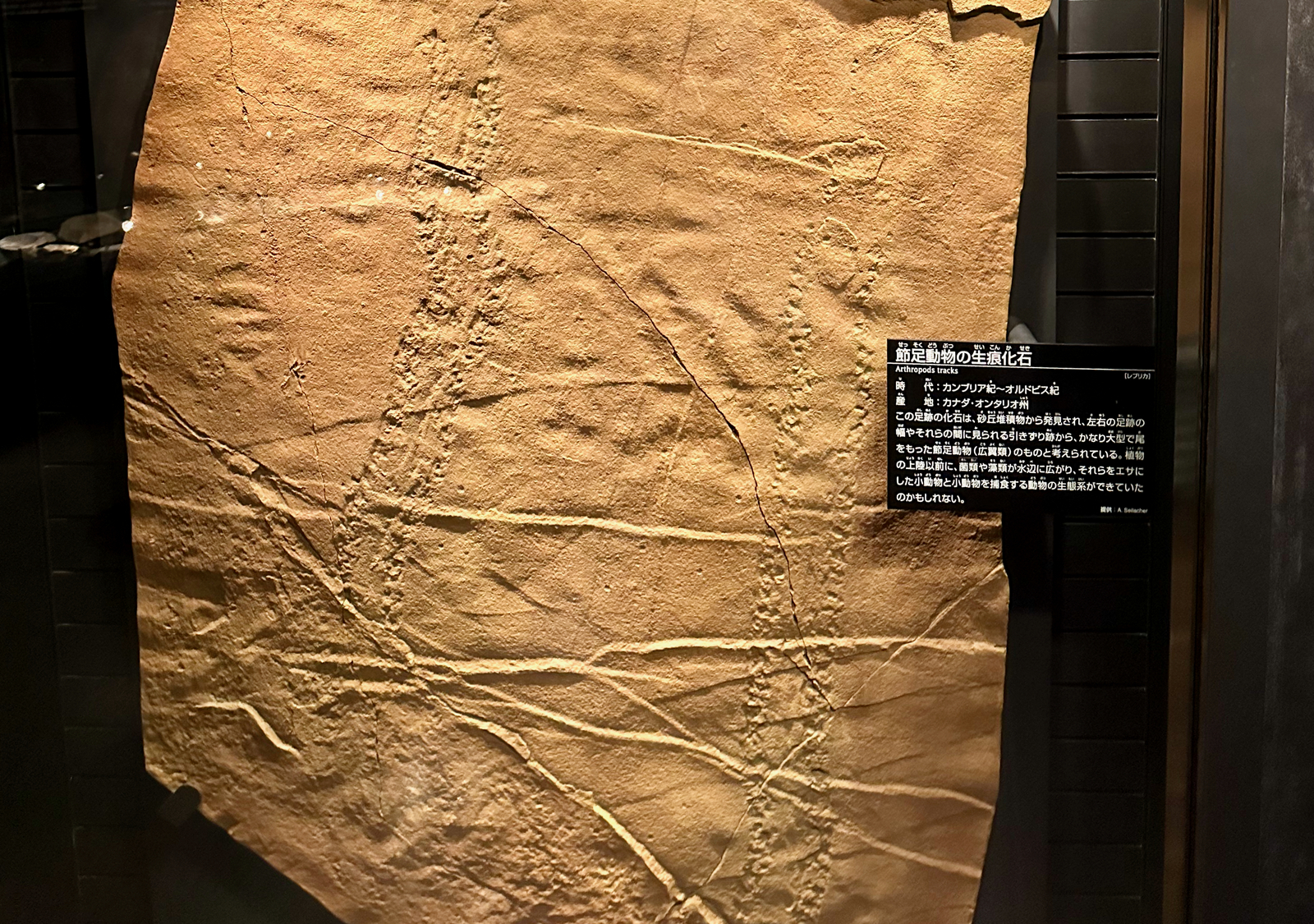 国立科学博物館地下2階の展示：三葉虫や生物の上陸 - 空と旅と温泉と雑想と