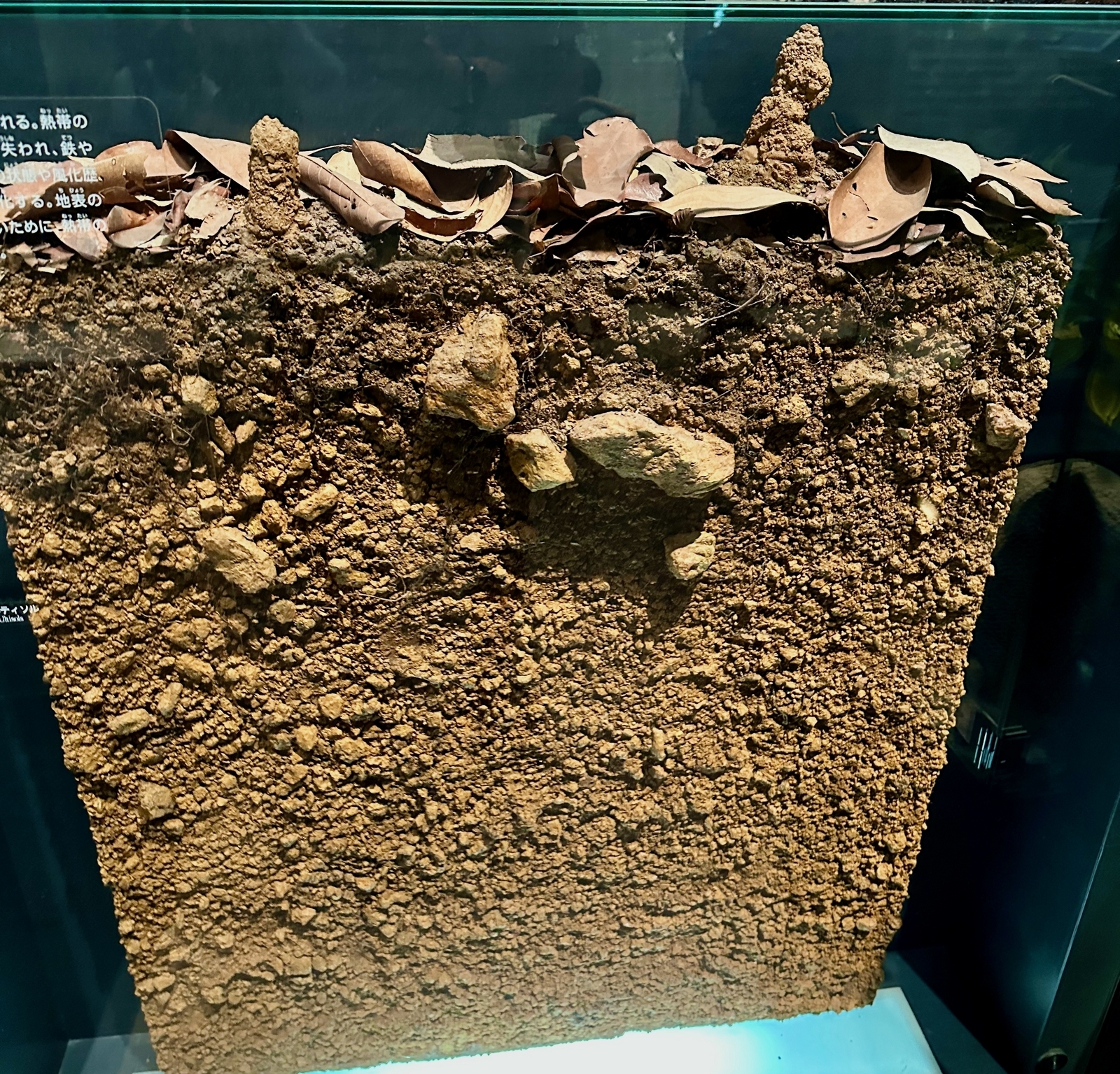 国立科学博物館1階の展示:ラトソルと湿原 - 空と旅と温泉と雑想と