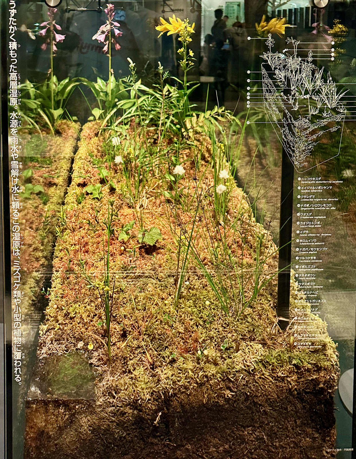 国立科学博物館1階の展示:ラトソルと湿原 - 空と旅と温泉と雑想と