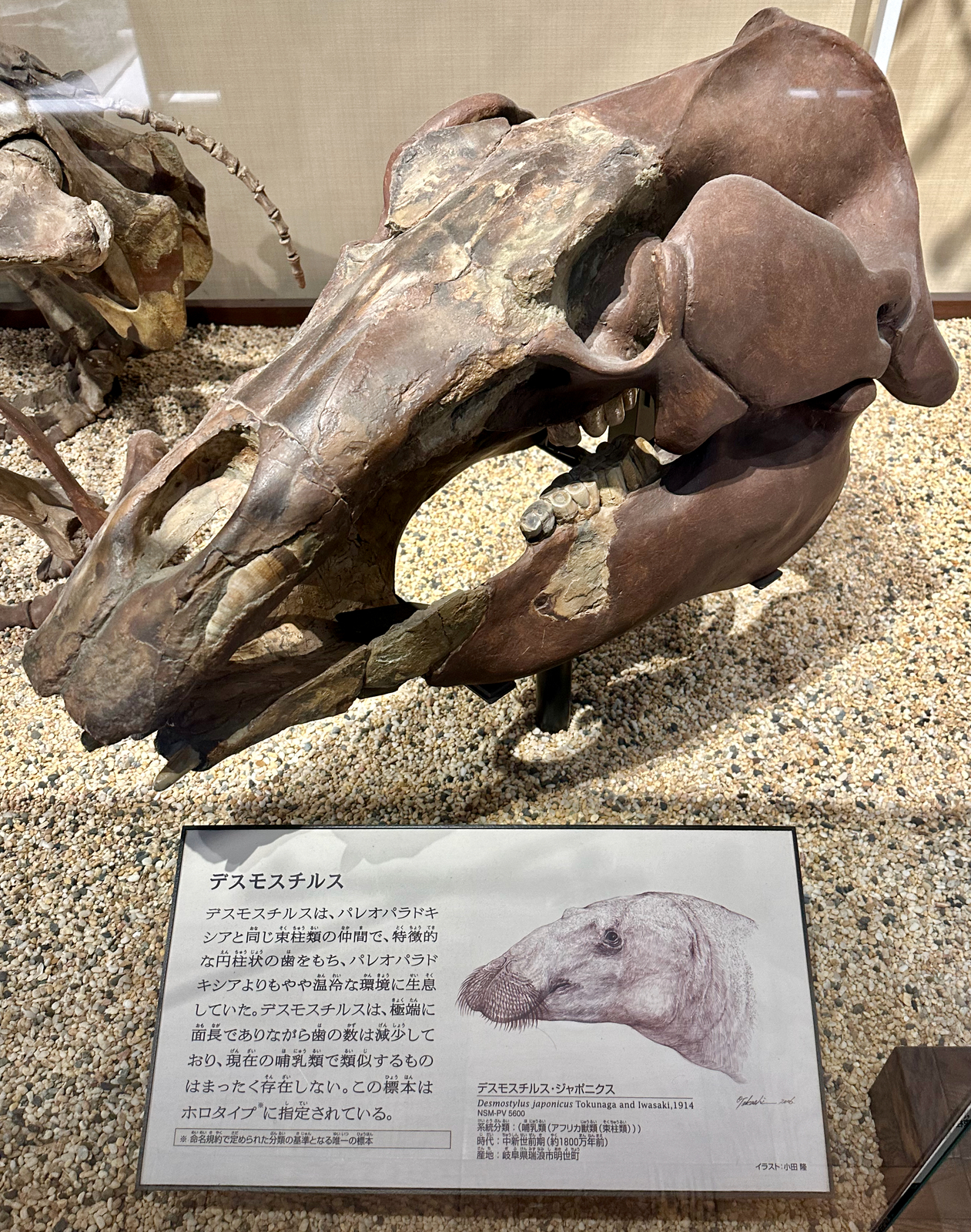 国立科学博物館日本館3階：フタバスズキリュウと屋久杉の年輪