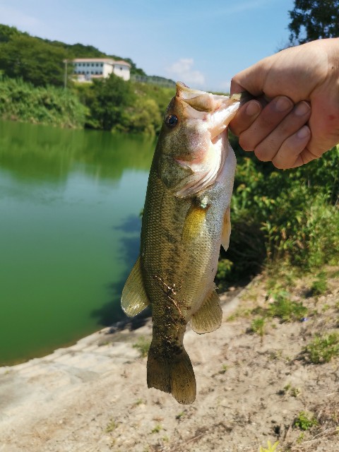 f:id:bondon:20190813073813j:image