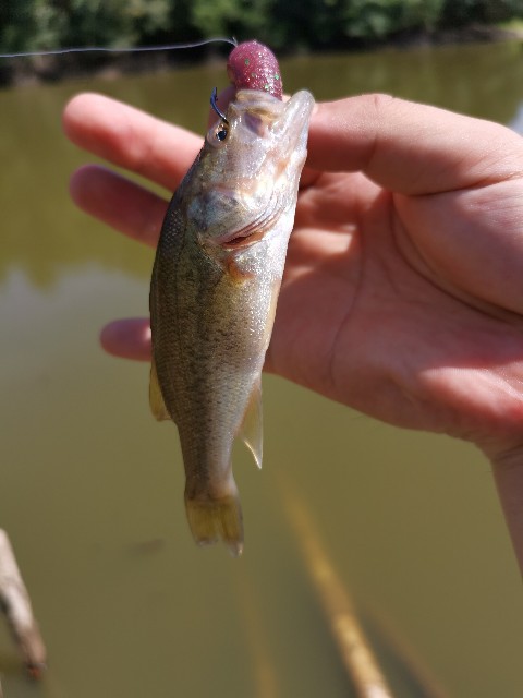 f:id:bondon:20190813074014j:image
