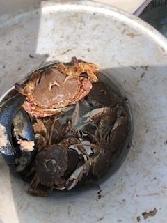 九十九里浜で採れたヒラツメガニのから揚げ 50代 ゼロからの農業