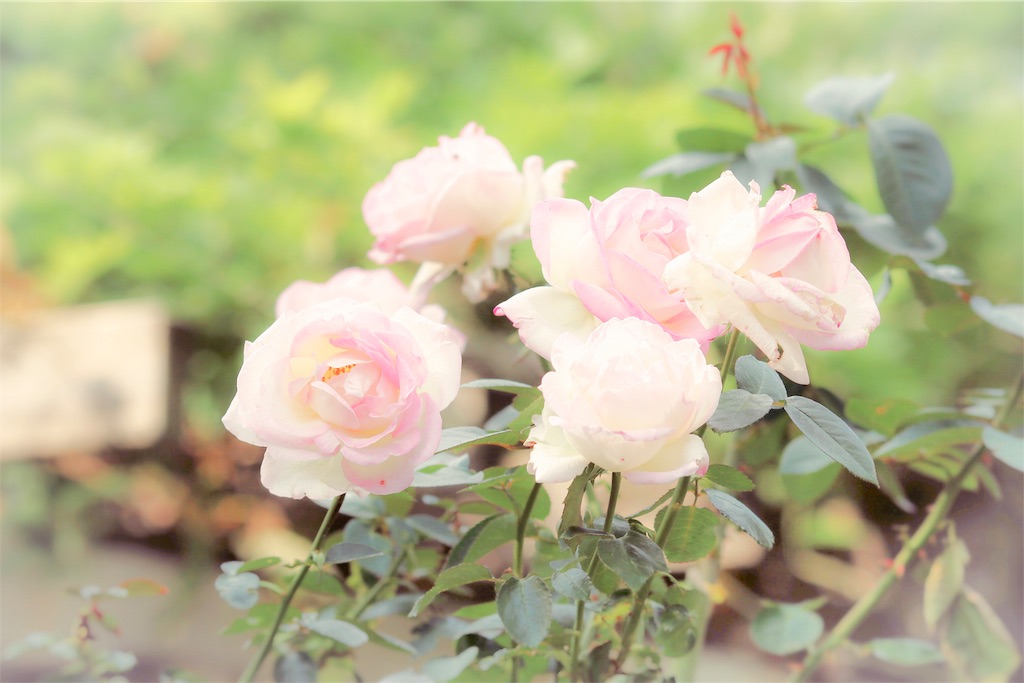 f:id:bonsa1:20191127082003j:image