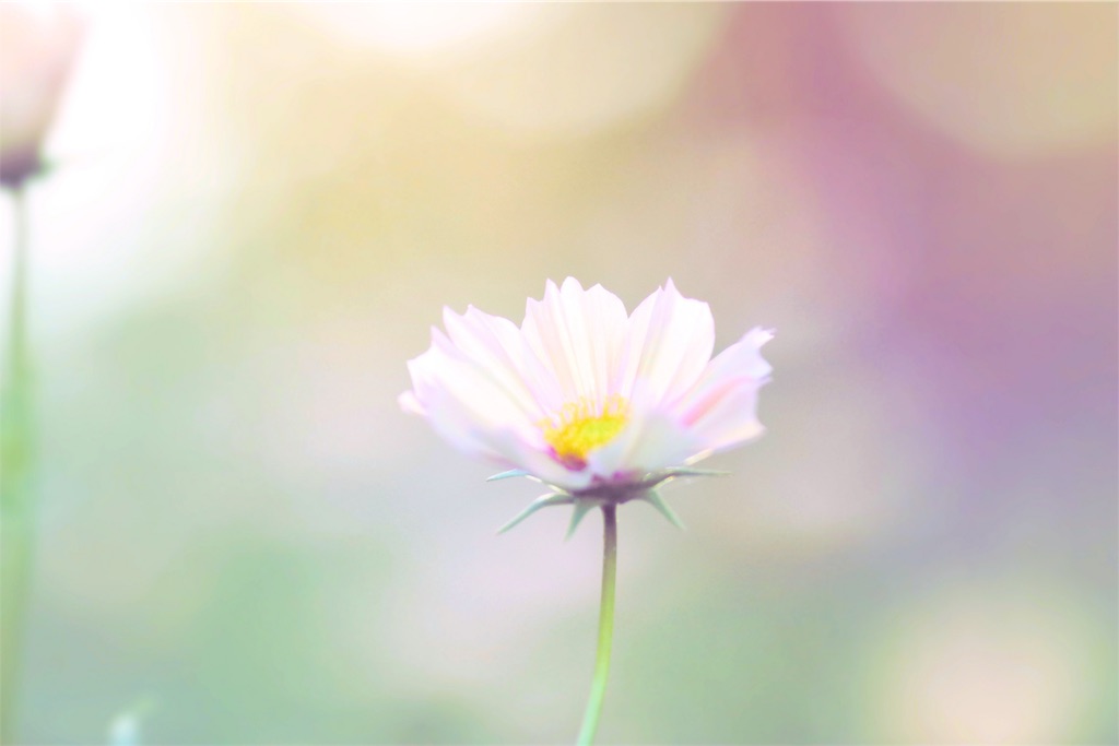 f:id:bonsa1:20191202133654j:image