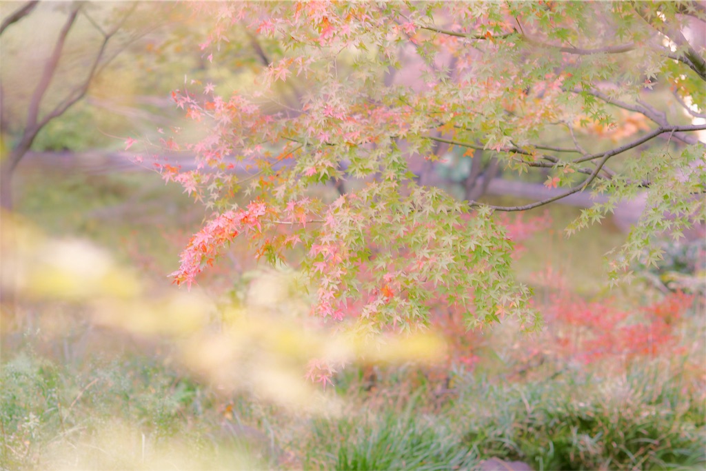 f:id:bonsa1:20191204144308j:image