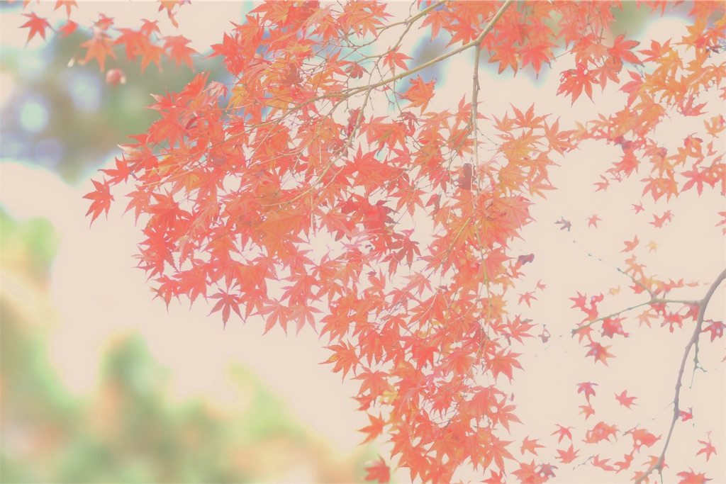 f:id:bonsa1:20191207094510j:image