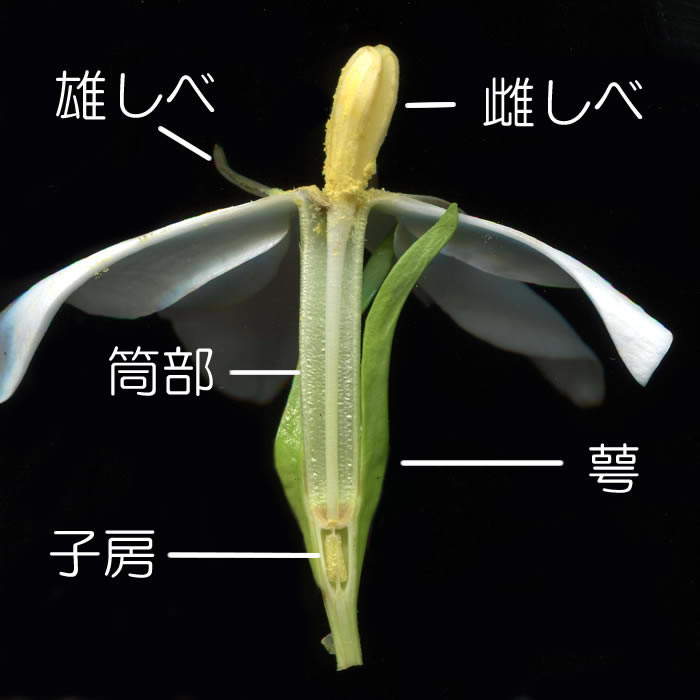 f:id:bonsaichie:20170616213017j:plain