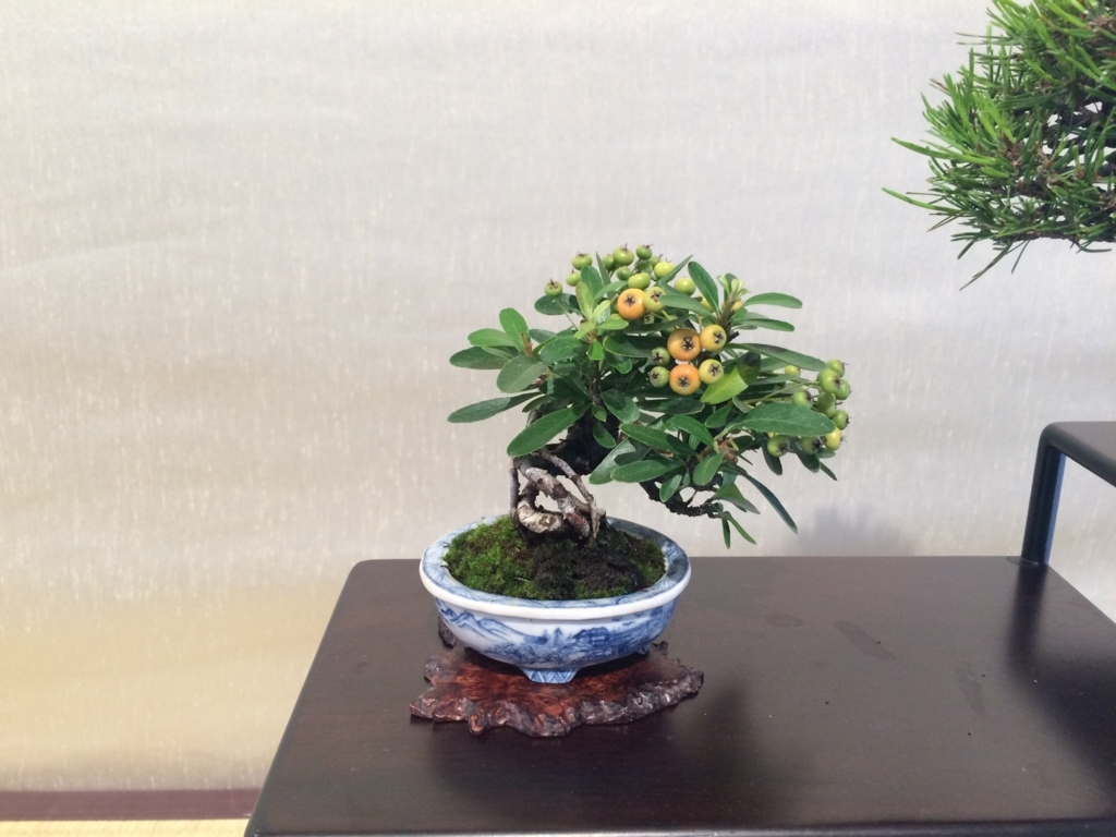 f:id:bonsaichie:20170930014014j:plain f:id:bonsaichie:20170930014014j:plain