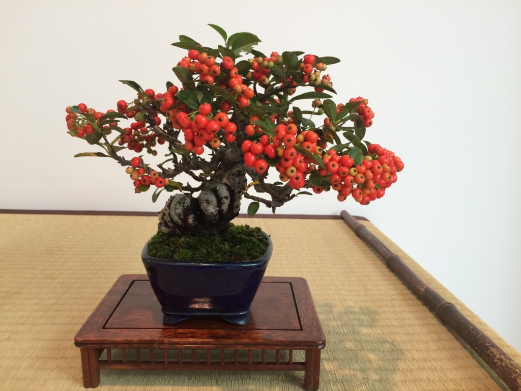 f:id:bonsaichie:20170930014033j:plain f:id:bonsaichie:20170930014033j:plain