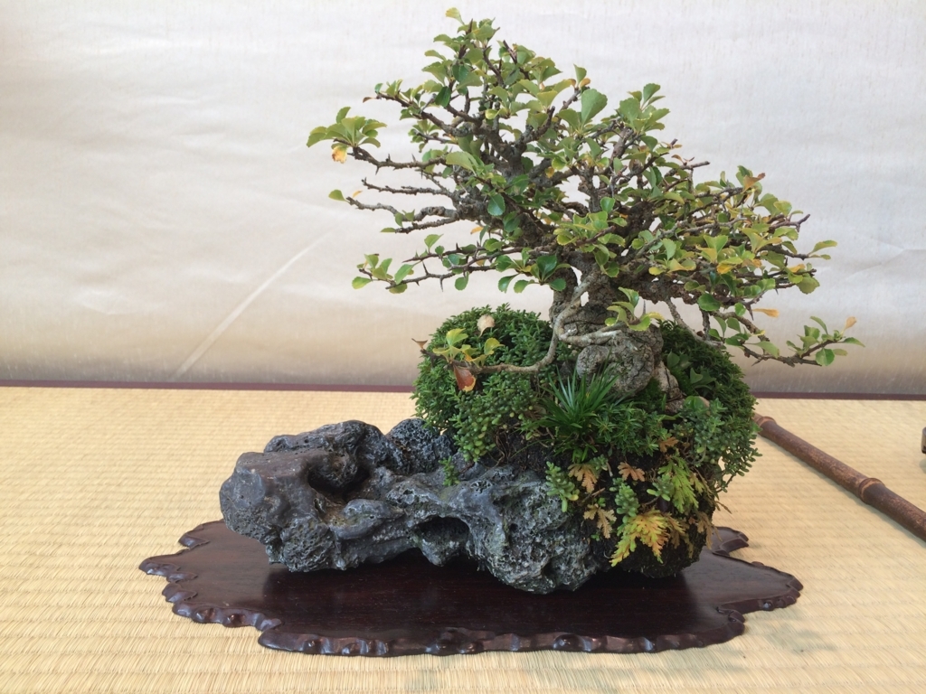 f:id:bonsaichie:20170930014138j:plain f:id:bonsaichie:20170930014138j:plain