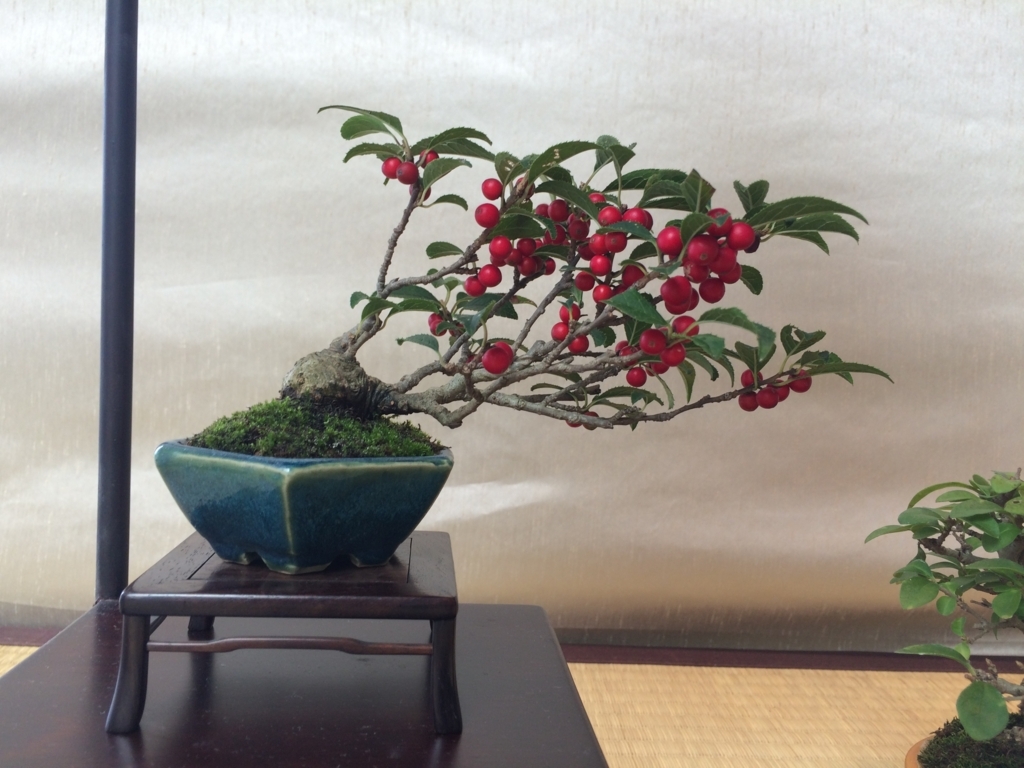 f:id:bonsaichie:20170930015704j:plain f:id:bonsaichie:20170930015704j:plain