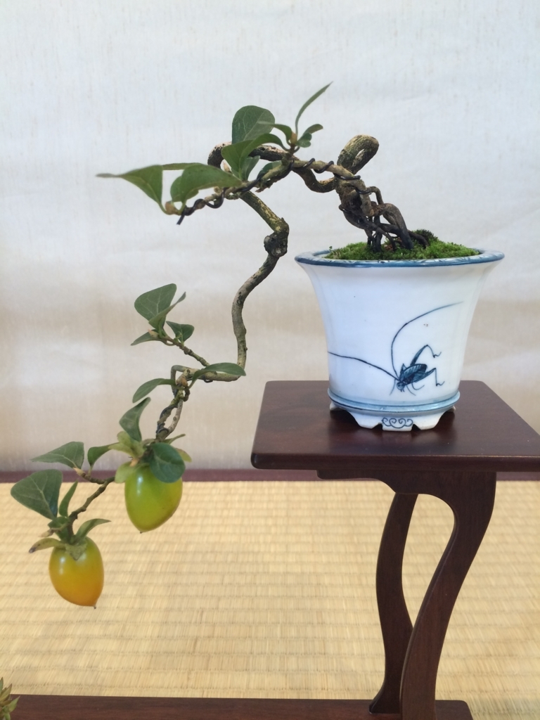 f:id:bonsaichie:20170930015818j:plain f:id:bonsaichie:20170930015818j:plain