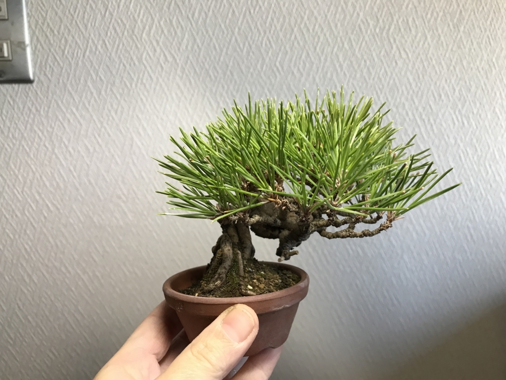 f:id:bonsaichie:20171223112247j:plain f:id:bonsaichie:20171223112247j:plain
