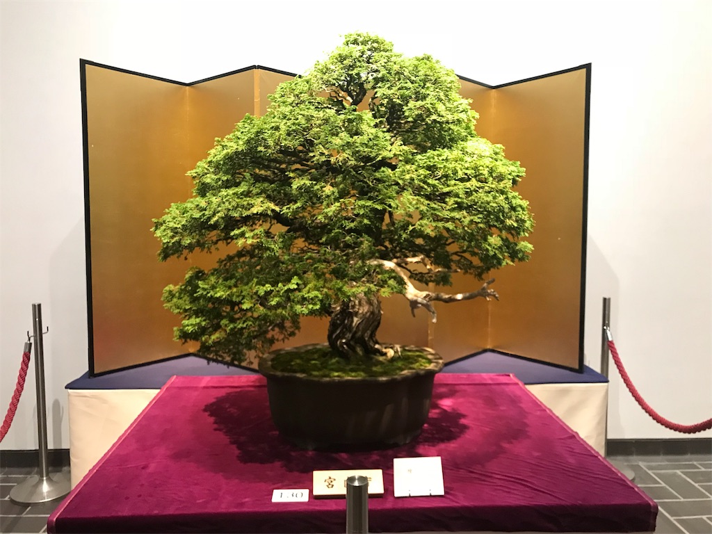 f:id:bonsaichie:20180215092549j:image f:id:bonsaichie:20180215092549j:image