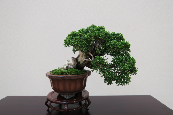 f:id:bonsaichie:20180408101454j:plain f:id:bonsaichie:20180408101454j:plain