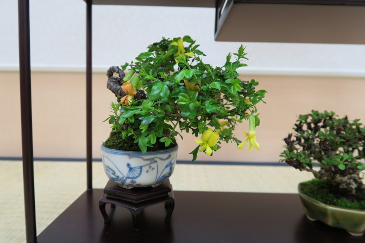f:id:bonsaichie:20180408101550j:plain f:id:bonsaichie:20180408101550j:plain