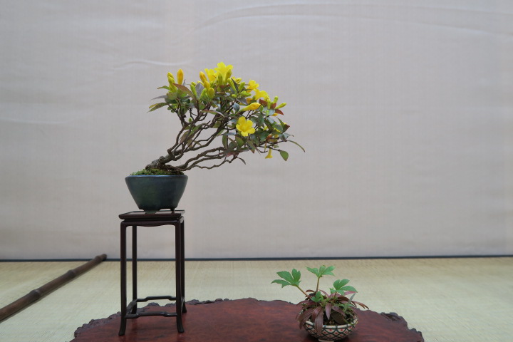 f:id:bonsaichie:20180408101602j:plain f:id:bonsaichie:20180408101602j:plain