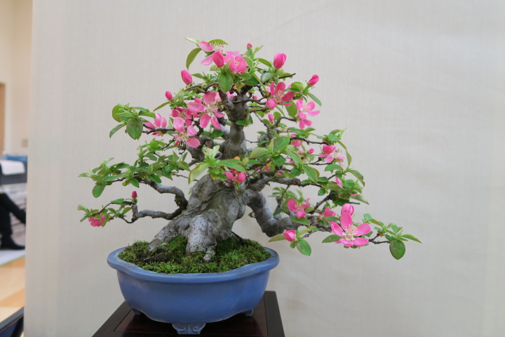 f:id:bonsaichie:20180408101628j:plain f:id:bonsaichie:20180408101628j:plain
