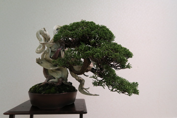 f:id:bonsaichie:20180408101748j:plain f:id:bonsaichie:20180408101748j:plain