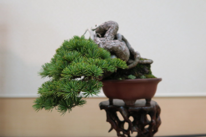 f:id:bonsaichie:20180408102327j:plain f:id:bonsaichie:20180408102327j:plain