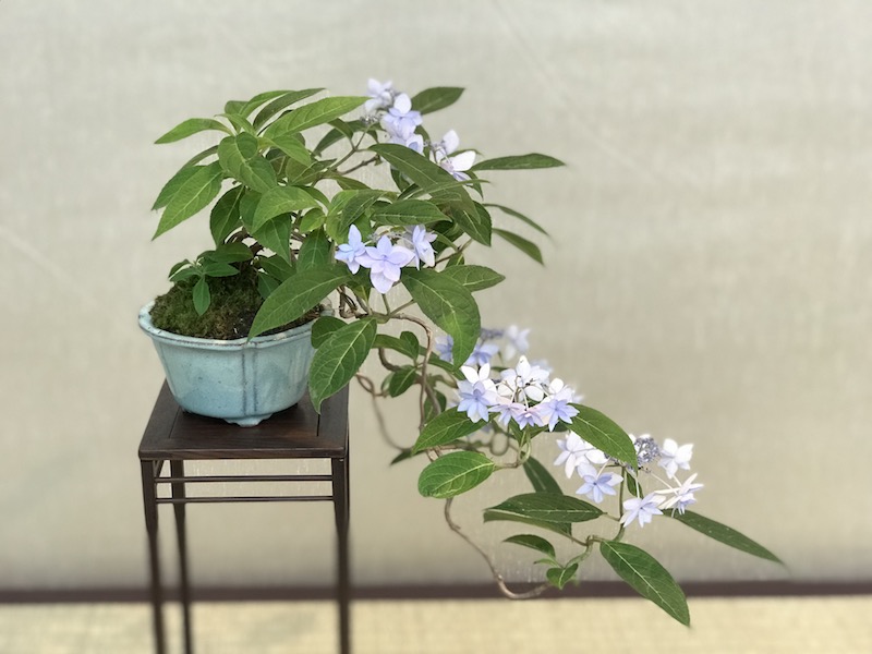 f:id:bonsaichie:20180531214222j:plain