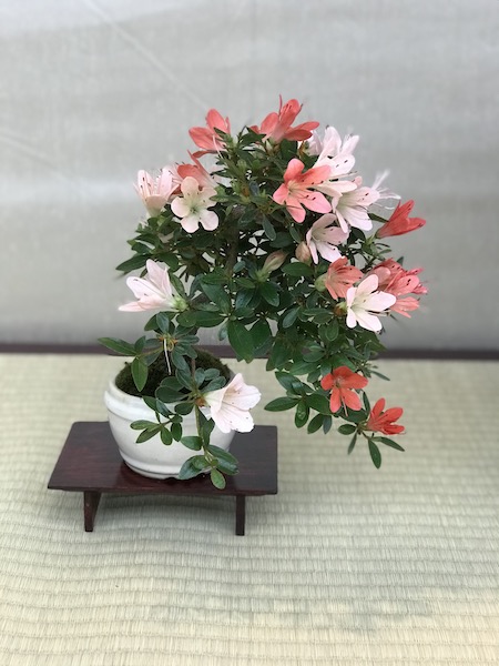 f:id:bonsaichie:20180531214251j:plain