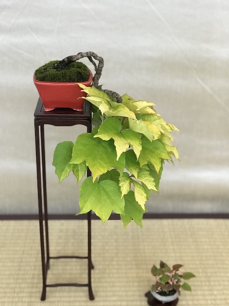 f:id:bonsaichie:20180531214405j:plain