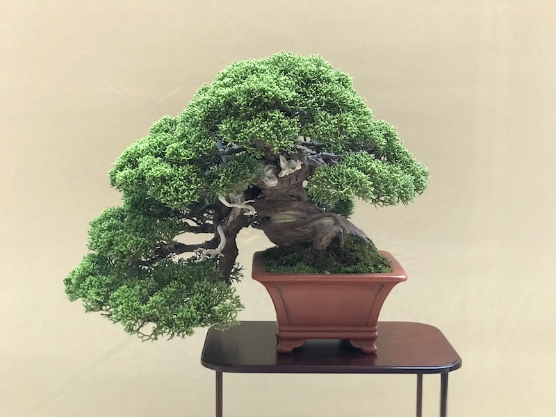 f:id:bonsaichie:20180531214422j:plain