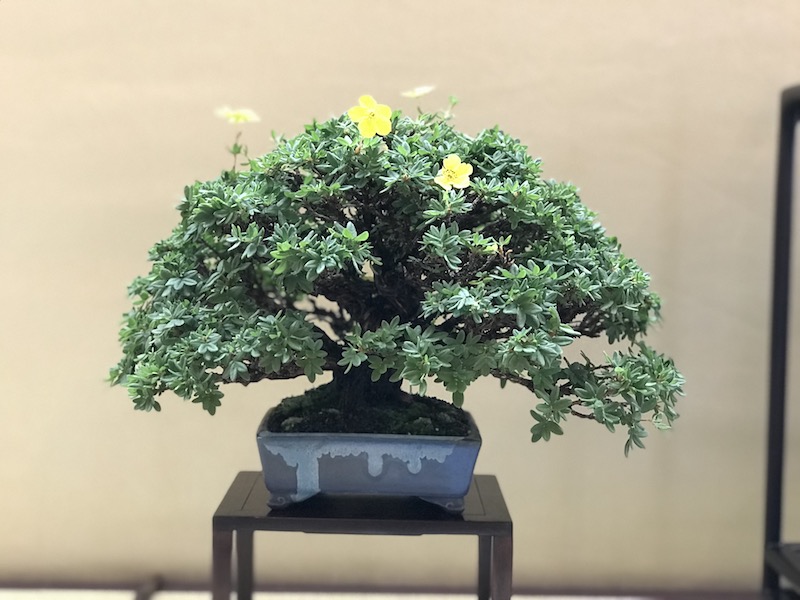 f:id:bonsaichie:20180531214440j:plain