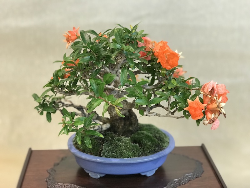 f:id:bonsaichie:20180531214514j:plain