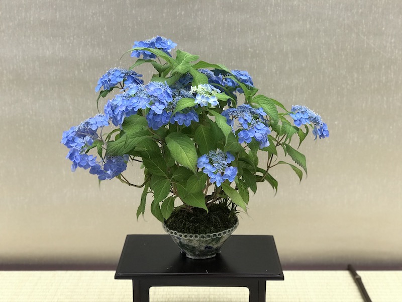 f:id:bonsaichie:20180531214528j:plain