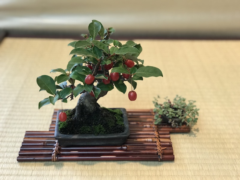 f:id:bonsaichie:20180531214535j:plain