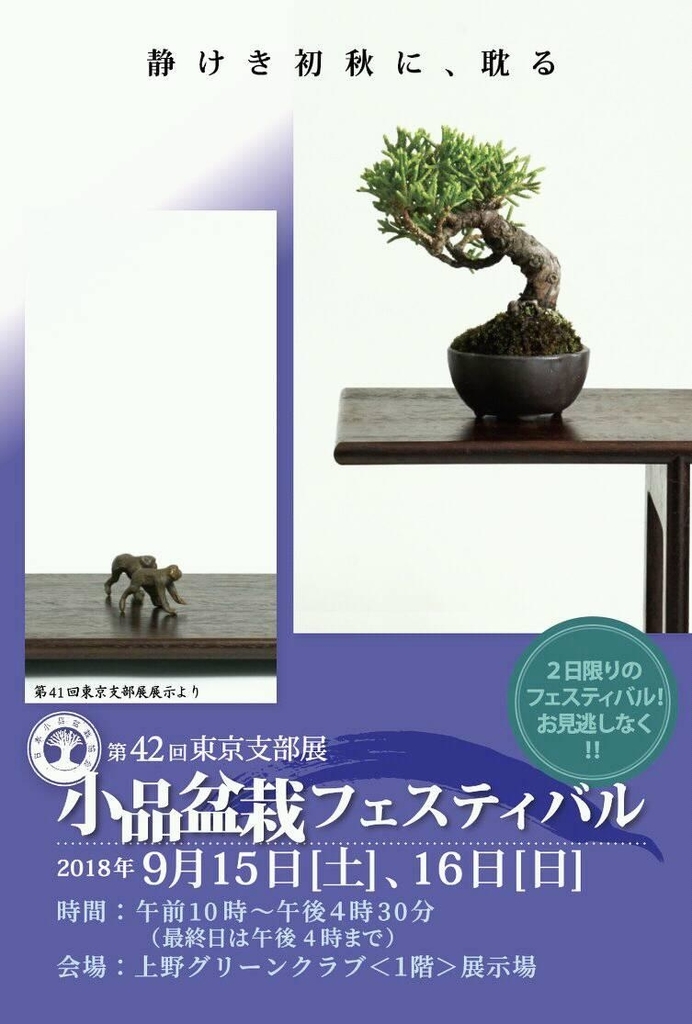 小松泉　秋静庵　小品盆栽　山野草 小松泉 秋静庵 小品盆栽 山野草 小松泉 秋静庵 小品盆栽