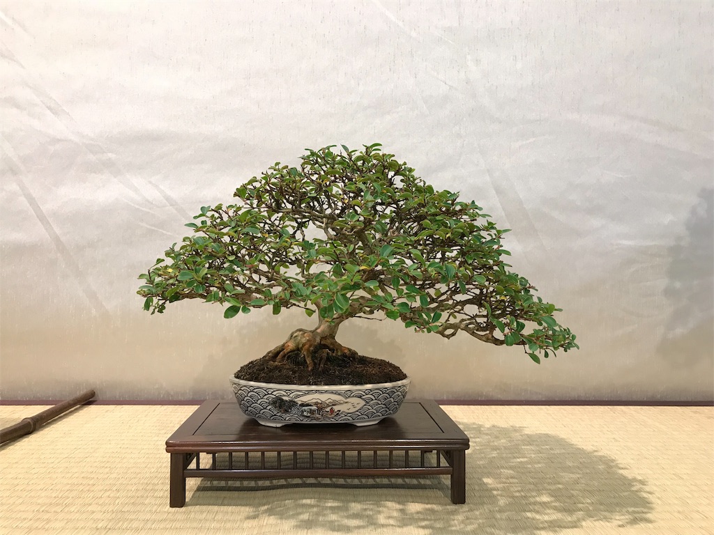 f:id:bonsaichie:20181006100211j:image f:id:bonsaichie:20181006100211j:image