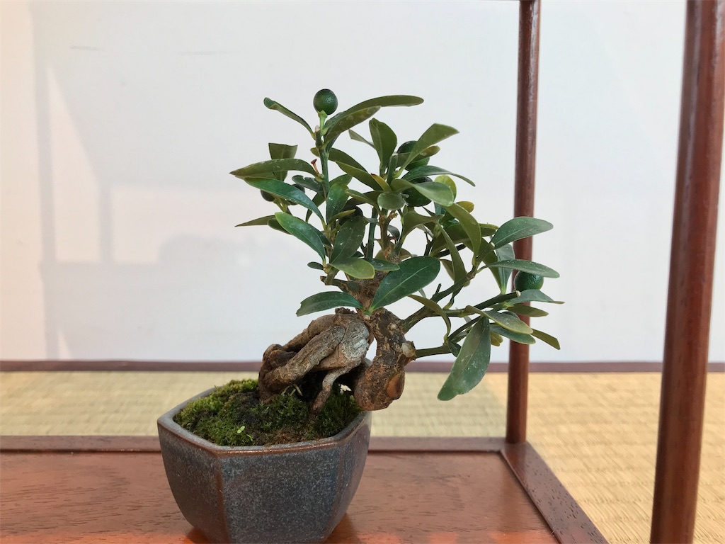 f:id:bonsaichie:20181006100216j:image f:id:bonsaichie:20181006100216j:image
