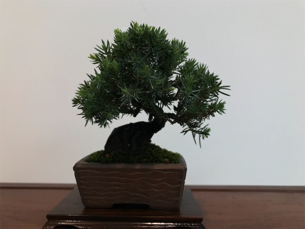 f:id:bonsaichie:20181006100327j:image f:id:bonsaichie:20181006100327j:image