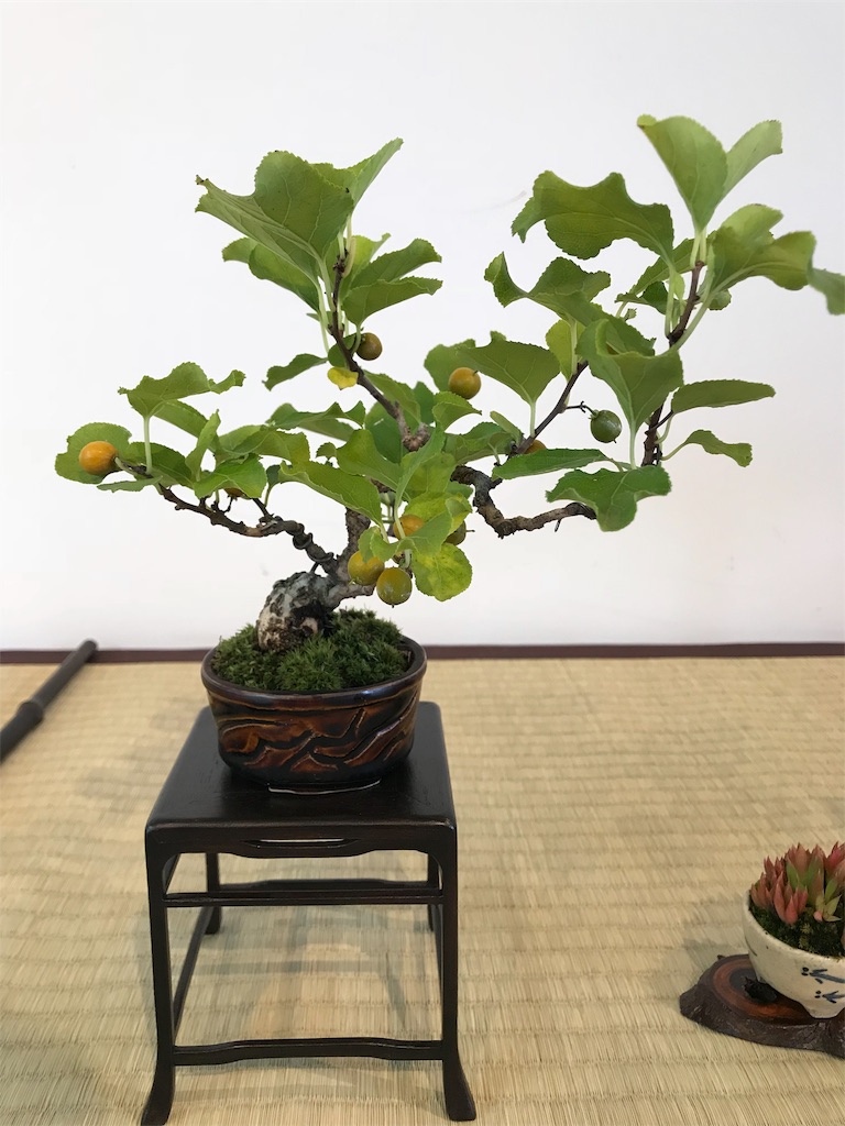 f:id:bonsaichie:20181006100330j:image f:id:bonsaichie:20181006100330j:image