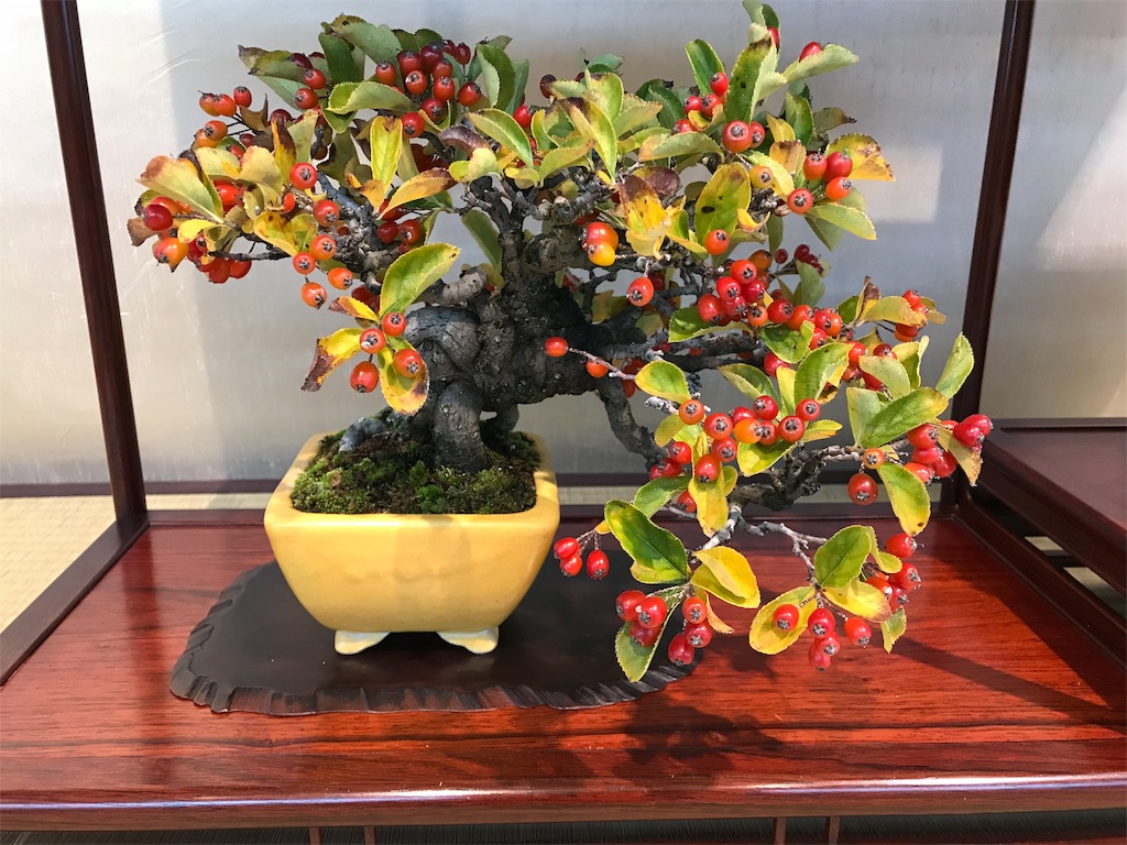 f:id:bonsaichie:20181006100404j:image f:id:bonsaichie:20181006100404j:image