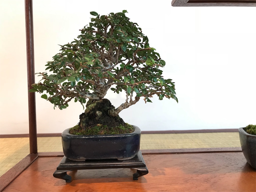 f:id:bonsaichie:20181006100412j:image f:id:bonsaichie:20181006100412j:image