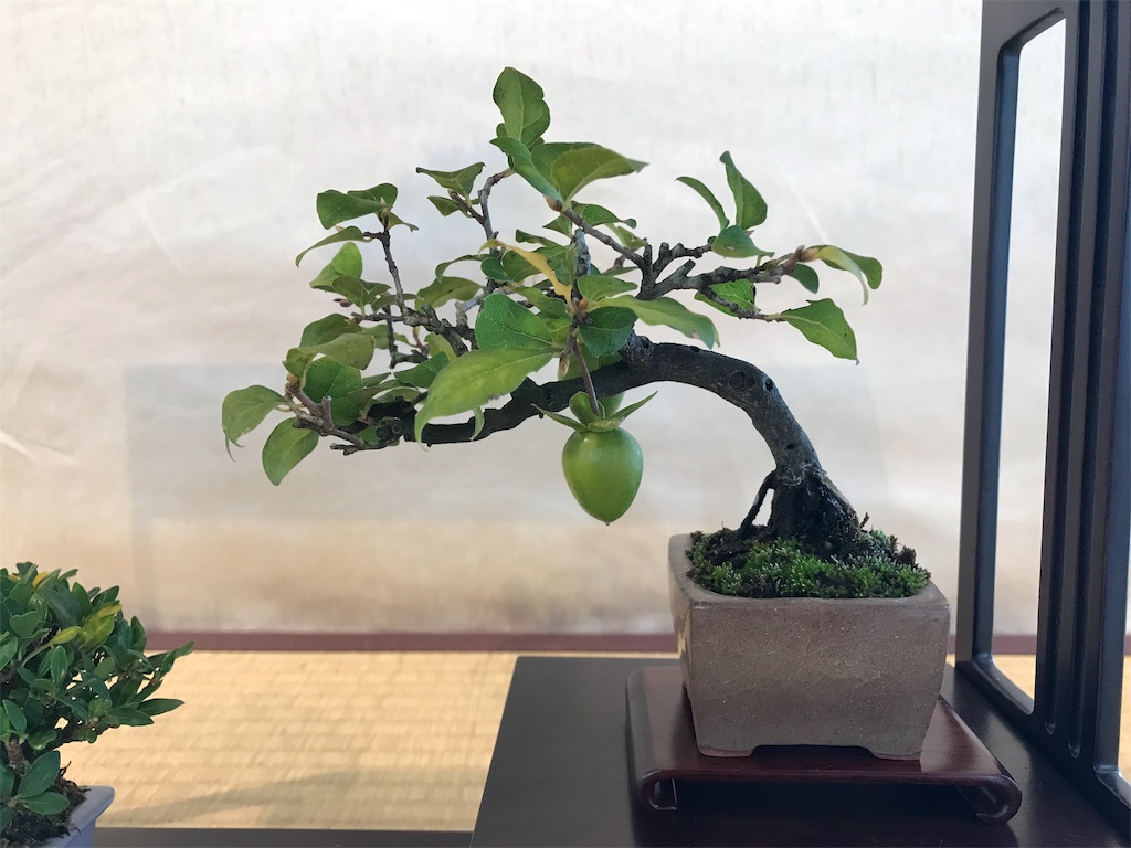 f:id:bonsaichie:20181007095036j:image f:id:bonsaichie:20181007095036j:image