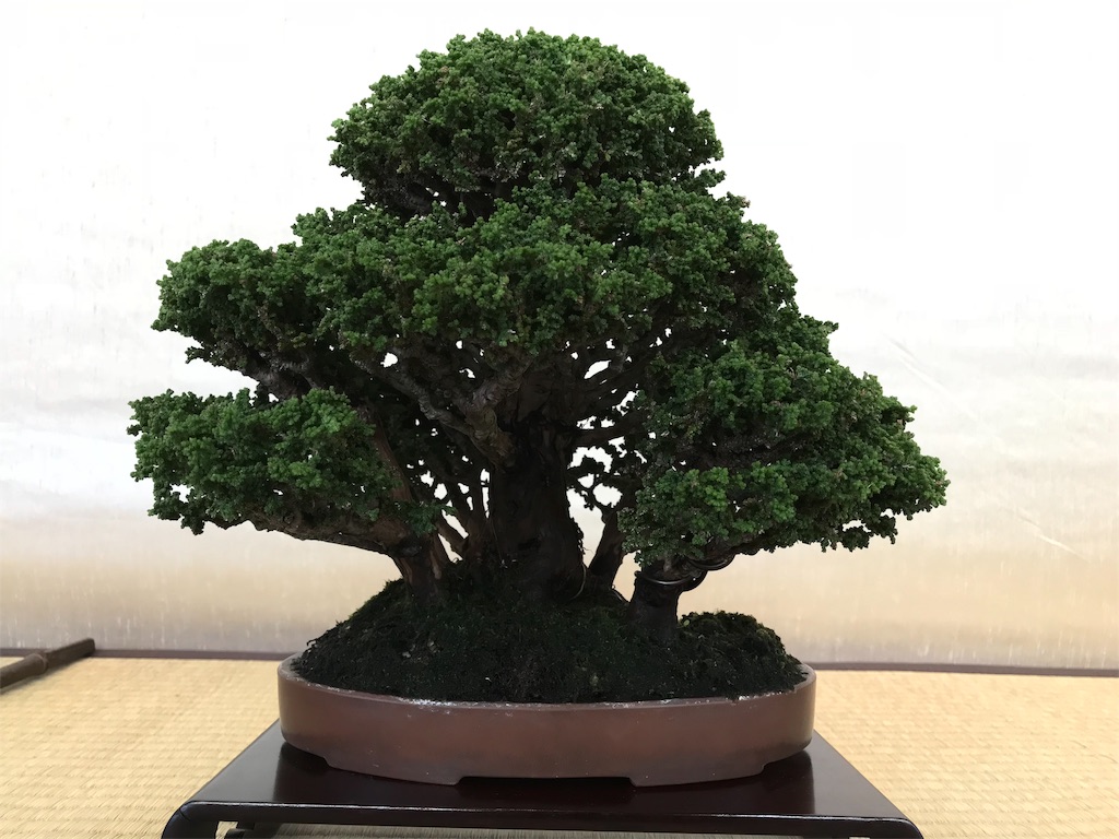 f:id:bonsaichie:20181007095040j:image f:id:bonsaichie:20181007095040j:image