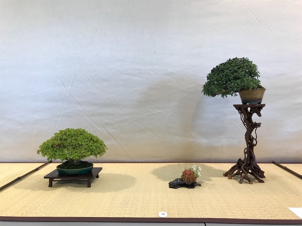 f:id:bonsaichie:20181007095048j:image f:id:bonsaichie:20181007095048j:image