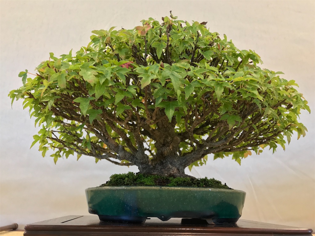 f:id:bonsaichie:20181007095107j:image f:id:bonsaichie:20181007095107j:image