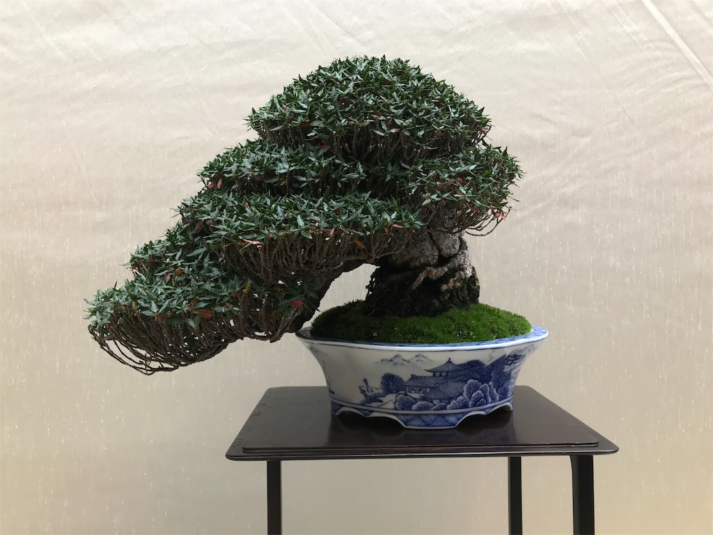 f:id:bonsaichie:20181007095110j:image f:id:bonsaichie:20181007095110j:image