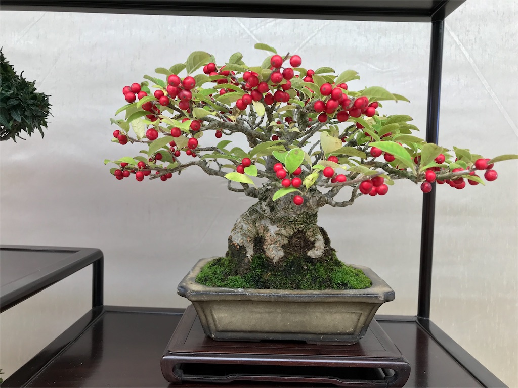 f:id:bonsaichie:20181007095135j:image f:id:bonsaichie:20181007095135j:image